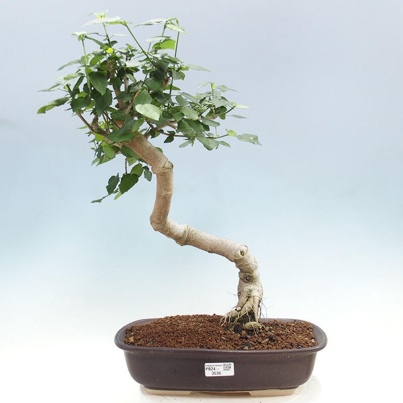 Beltéri bonsai - Malvaviscus arboreus + könyv SUISEKI Ingyenes