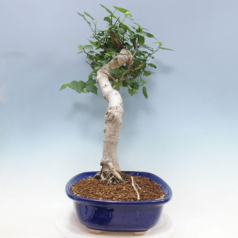 Beltéri bonsai - Malvaviscus arboreus + könyv SUISEKI Ingyenes