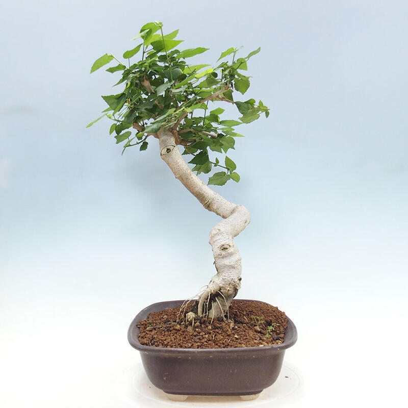 Beltéri bonsai - Malvaviscus arboreus + könyv SUISEKI Ingyenes