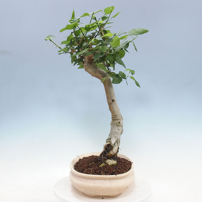 Beltéri bonsai - Malvaviscus arboreus + könyv SUISEKI Ingyenes