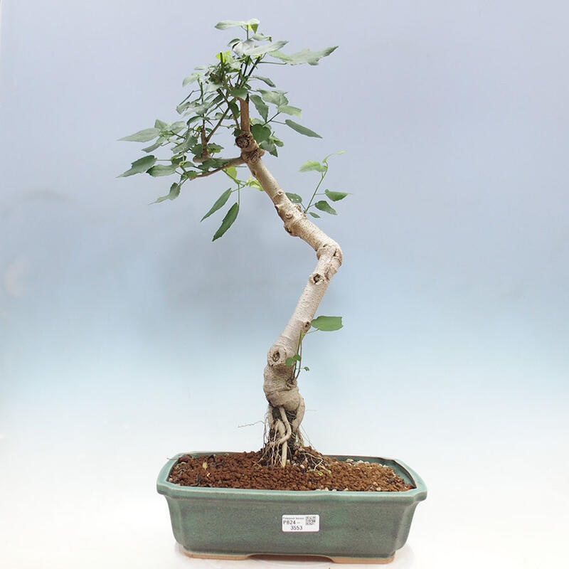 Beltéri bonsai - Malvaviscus arboreus + könyv SUISEKI Ingyenes