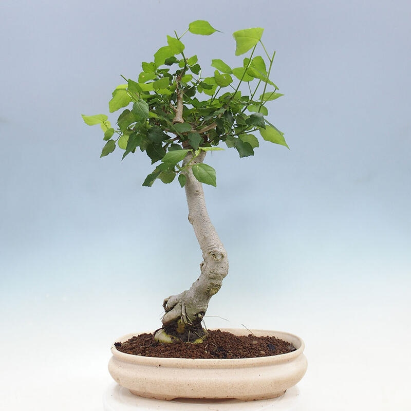 Beltéri bonsai - Malvaviscus arboreus + könyv SUISEKI Ingyenes