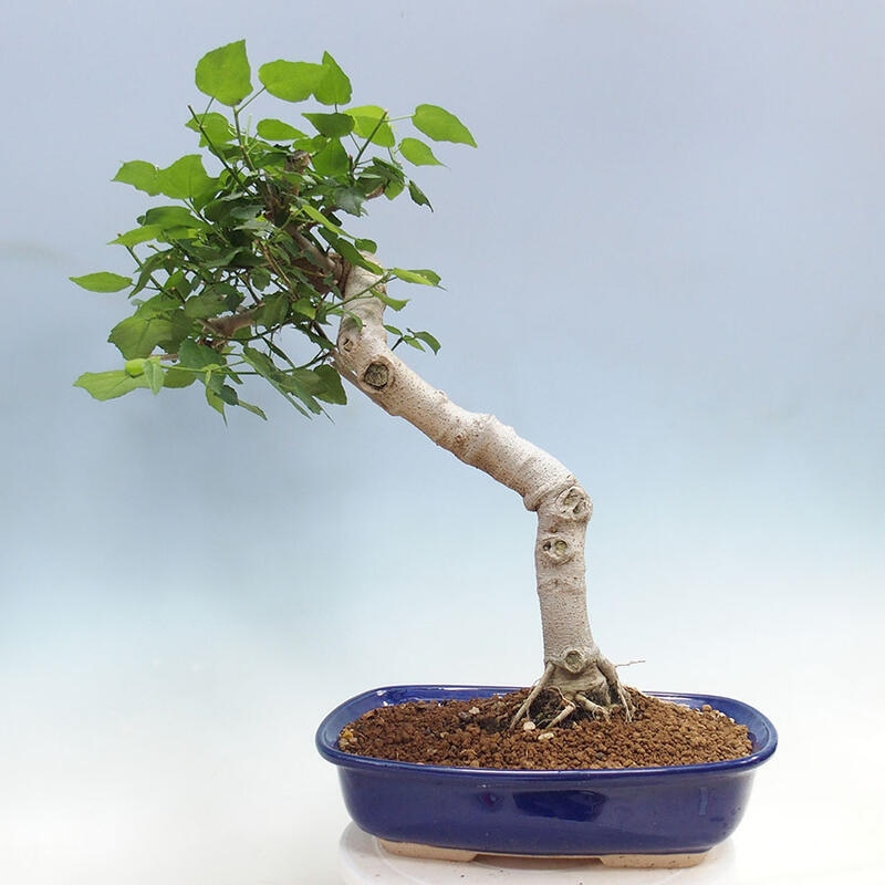 Beltéri bonsai - Malvaviscus arboreus + könyv SUISEKI Ingyenes