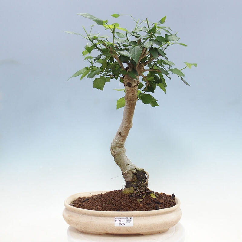 Beltéri bonsai - Malvaviscus arboreus + könyv SUISEKI Ingyenes