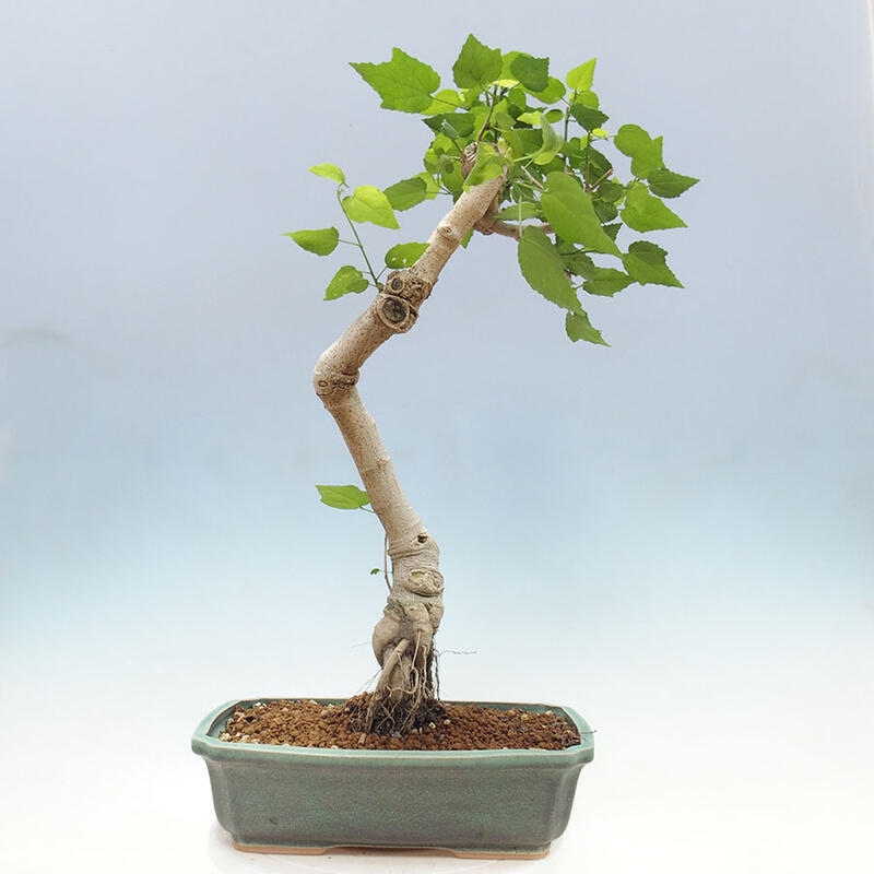Beltéri bonsai - Malvaviscus arboreus + könyv SUISEKI Ingyenes