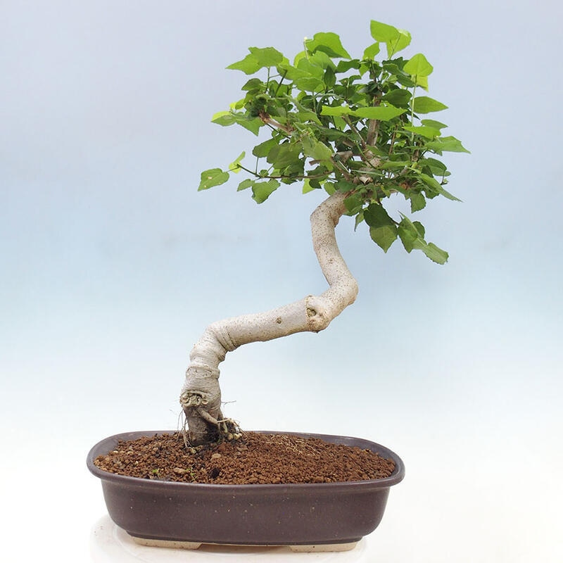 Beltéri bonsai - Malvaviscus arboreus + könyv SUISEKI Ingyenes