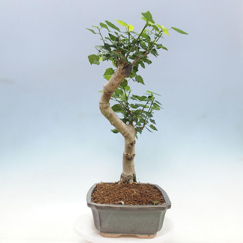 Beltéri bonsai - Malvaviscus arboreus + könyv SUISEKI Ingyenes