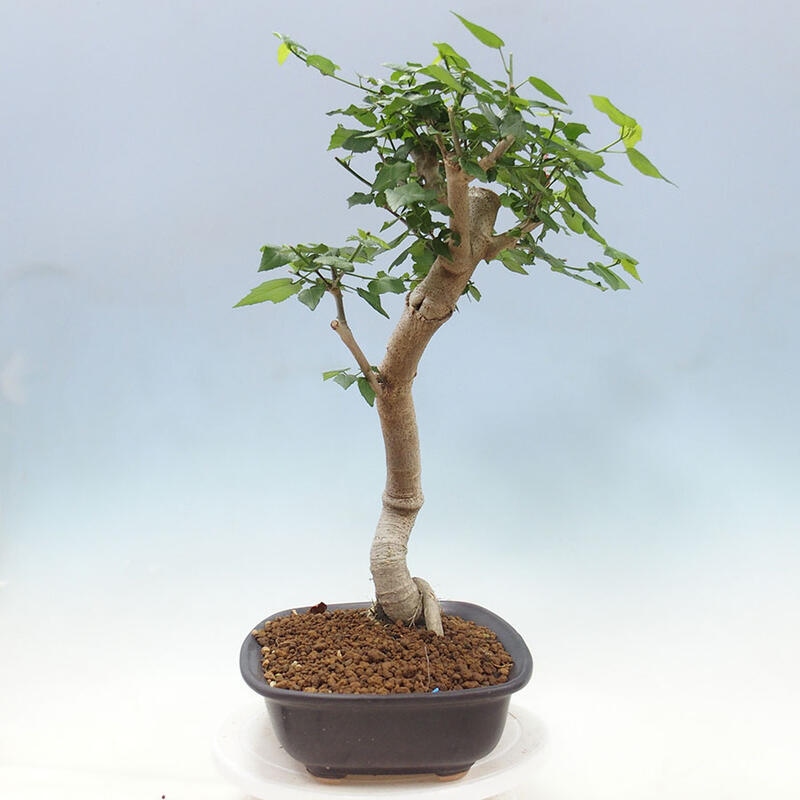 Beltéri bonsai - Malvaviscus arboreus + könyv SUISEKI Ingyenes