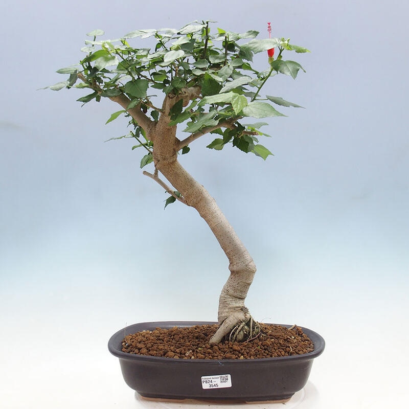 Beltéri bonsai - Malvaviscus arboreus + könyv SUISEKI Ingyenes