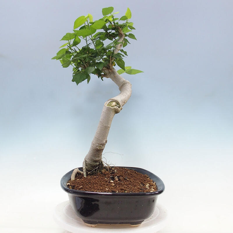 Beltéri bonsai - Malvaviscus arboreus + könyv SUISEKI Ingyenes