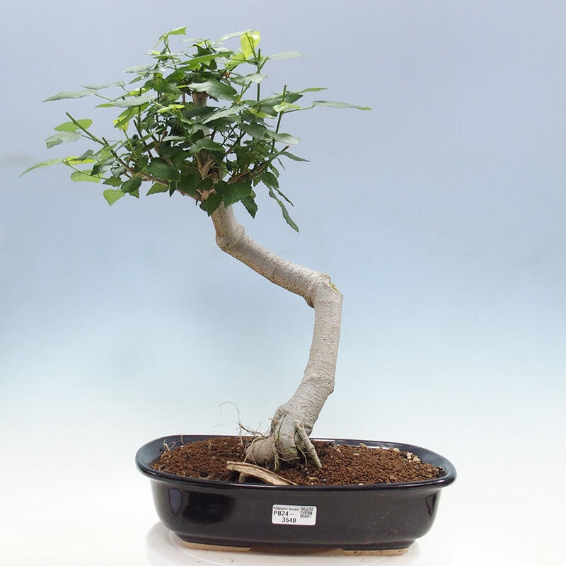 Beltéri bonsai - Malvaviscus arboreus + könyv SUISEKI Ingyenes