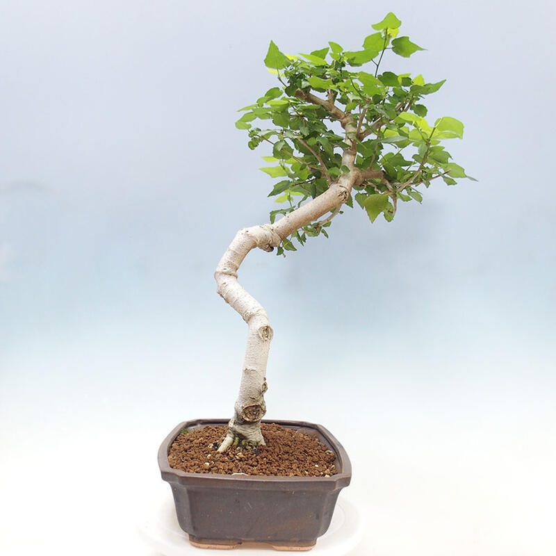 Beltéri bonsai - Malvaviscus arboreus + könyv SUISEKI Ingyenes