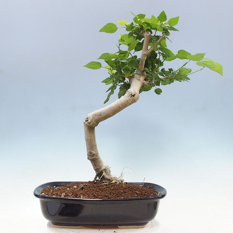 Beltéri bonsai - Malvaviscus arboreus + könyv SUISEKI Ingyenes