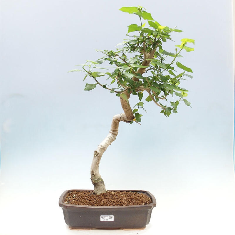 Beltéri bonsai - Malvaviscus arboreus + könyv SUISEKI Ingyenes