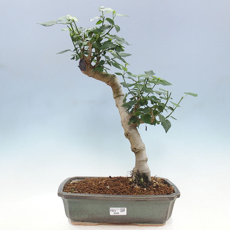 Beltéri bonsai - Malvaviscus arboreus + könyv SUISEKI Ingyenes