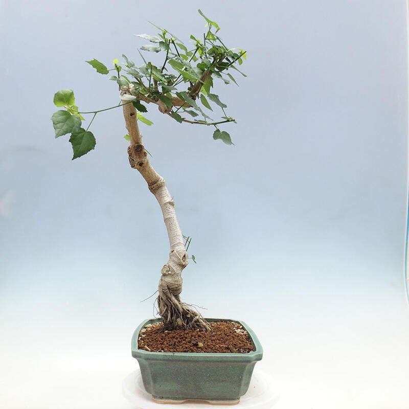 Beltéri bonsai - Malvaviscus arboreus + könyv SUISEKI Ingyenes