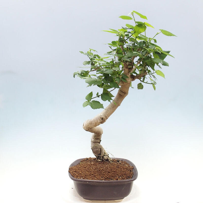 Beltéri bonsai - Malvaviscus arboreus + könyv SUISEKI Ingyenes