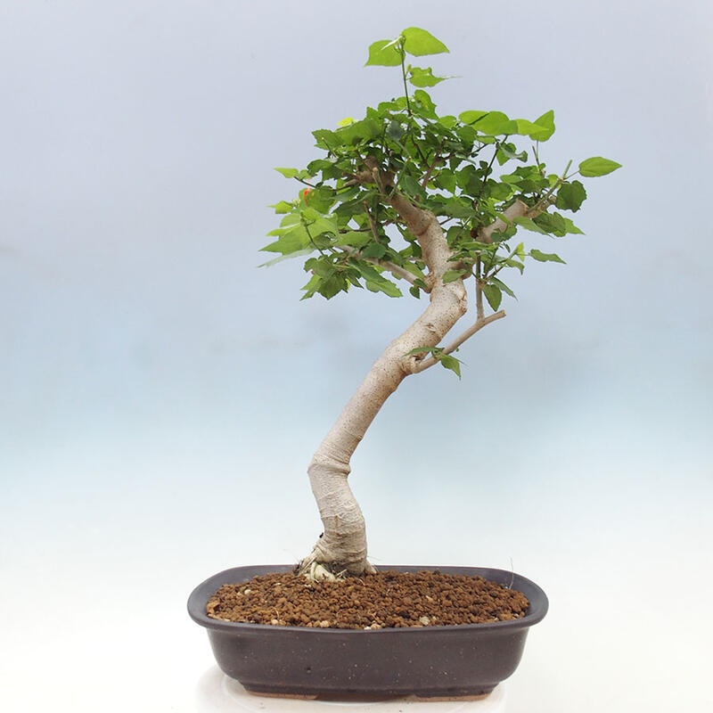 Beltéri bonsai - Malvaviscus arboreus + könyv SUISEKI Ingyenes