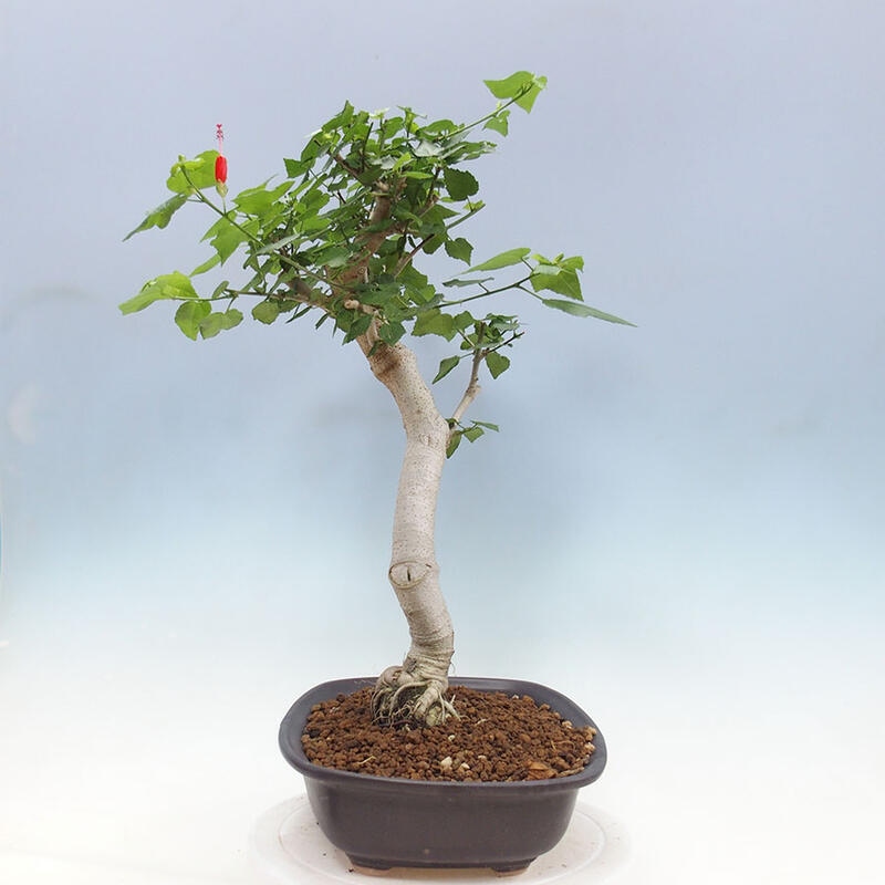 Beltéri bonsai - Malvaviscus arboreus + könyv SUISEKI Ingyenes