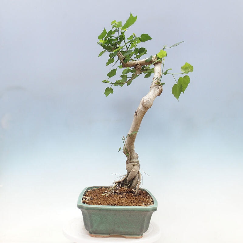 Beltéri bonsai - Malvaviscus arboreus + könyv SUISEKI Ingyenes