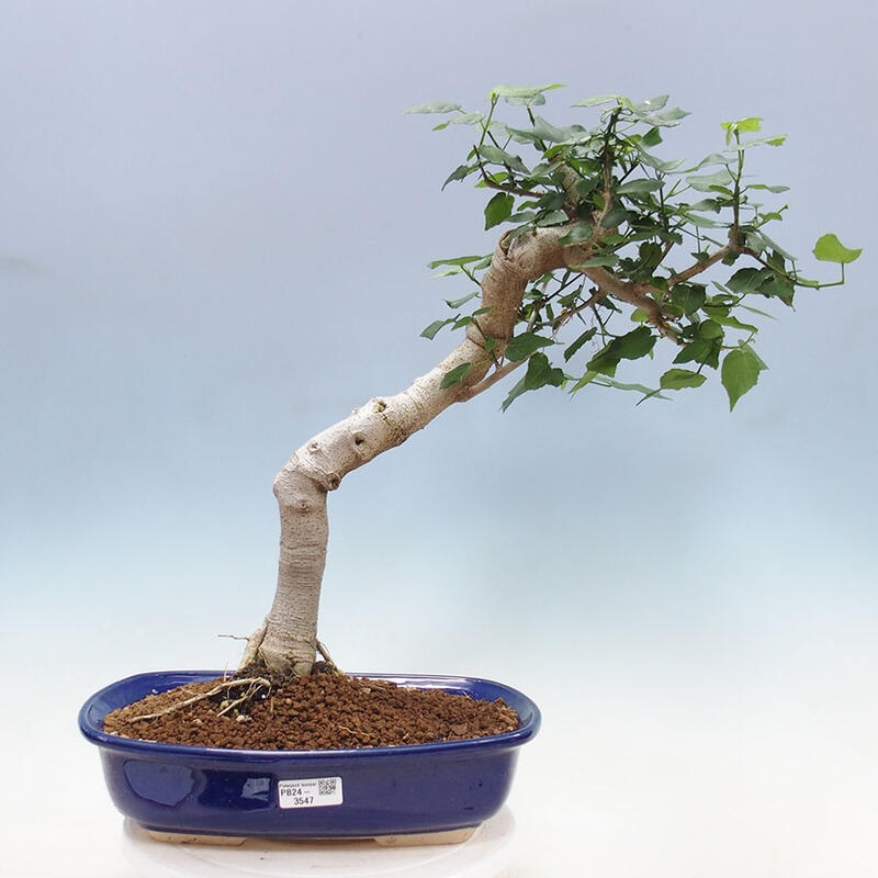 Beltéri bonsai - Malvaviscus arboreus + könyv SUISEKI Ingyenes