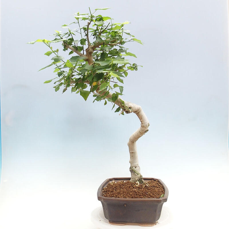 Beltéri bonsai - Malvaviscus arboreus + könyv SUISEKI Ingyenes