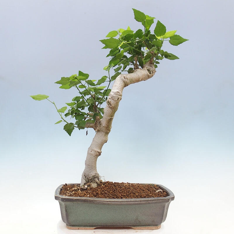Beltéri bonsai - Malvaviscus arboreus + könyv SUISEKI Ingyenes