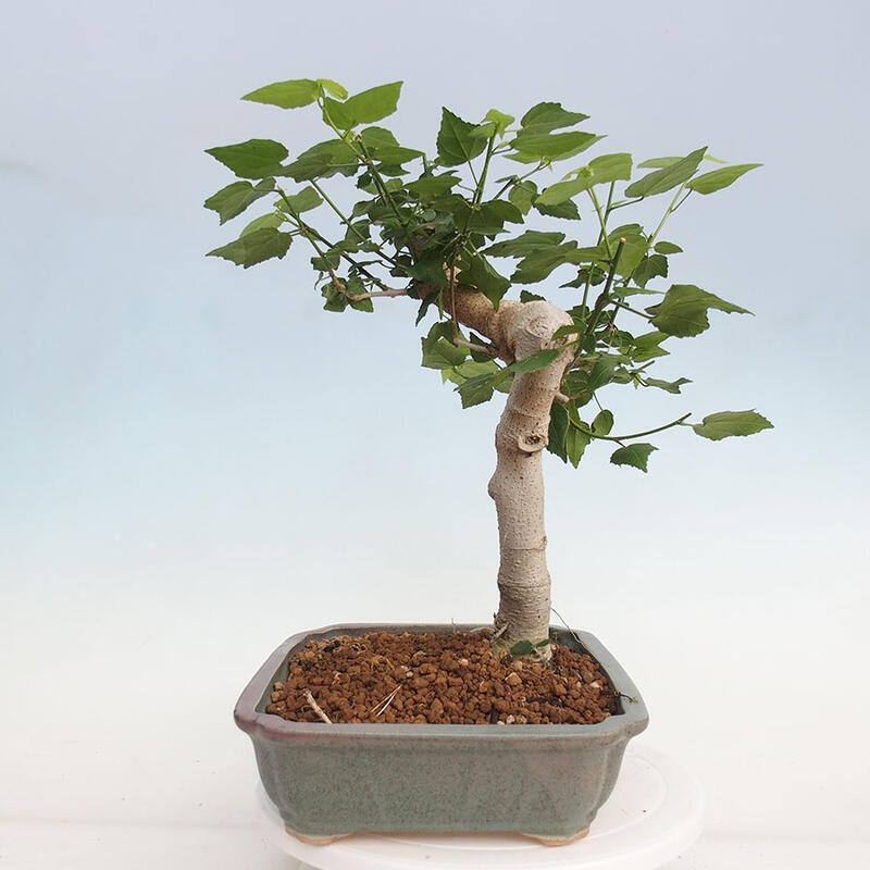 Beltéri bonsai - Malvaviscus arboreus