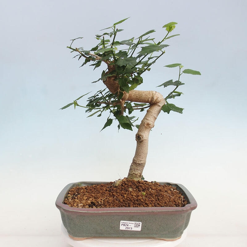 Beltéri bonsai - Malvaviscus arboreus