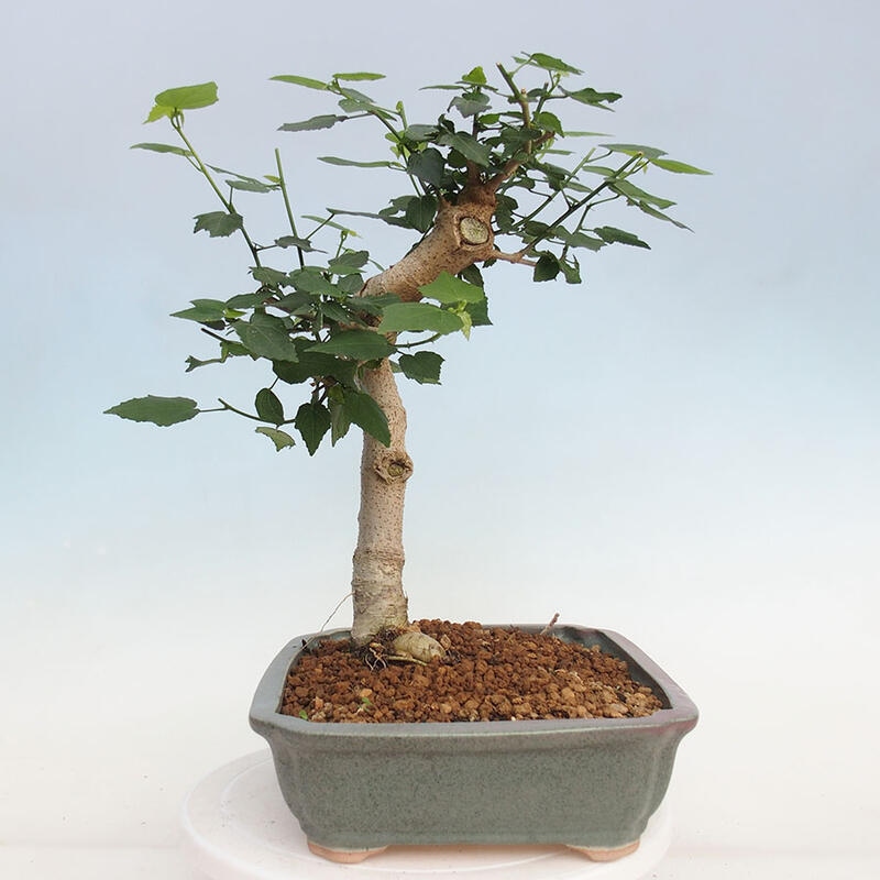 Beltéri bonsai - Malvaviscus arboreus