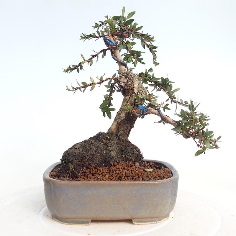 Szobai bonsai - Myrtus communis - Mirtus communis - Mirtusz