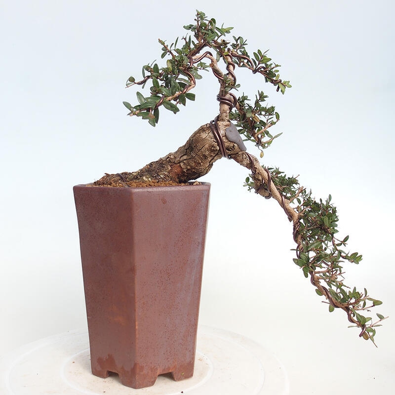 Szobai bonsai - Myrtus communis - Mirtus communis - Mirtusz