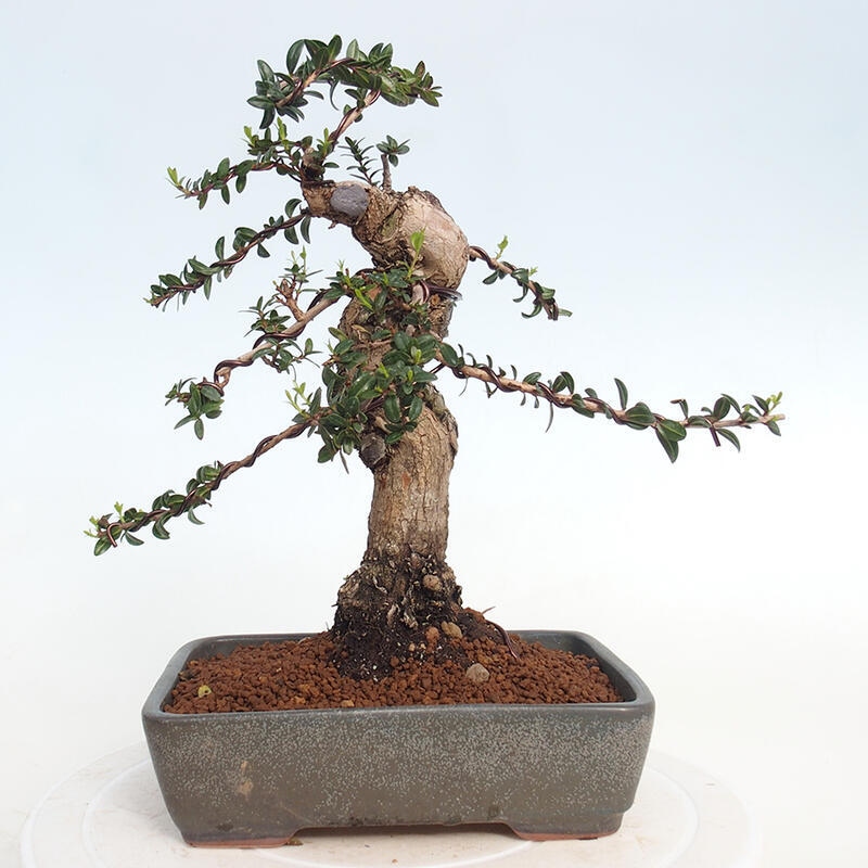 Szobai bonsai - Myrtus communis - Mirtus communis - Mirtusz
