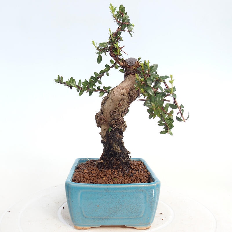 Szobai bonsai - Myrtus communis - Mirtus communis - Mirtusz