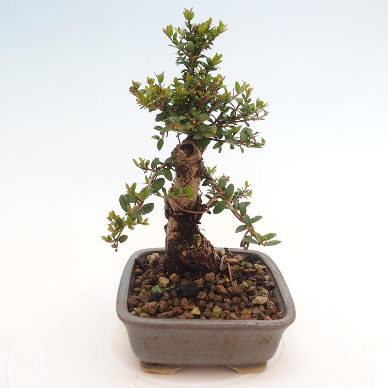 Szobai bonsai - Myrtus communis - Mirtus communis - Mirtusz