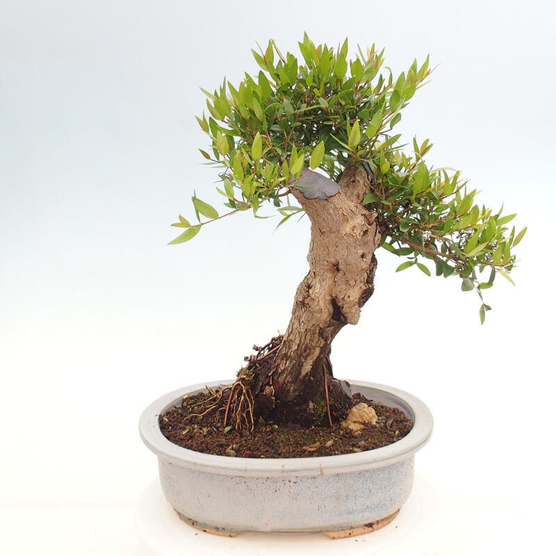Szobai bonsai - Myrtus communis - Mirtus communis - Mirtusz