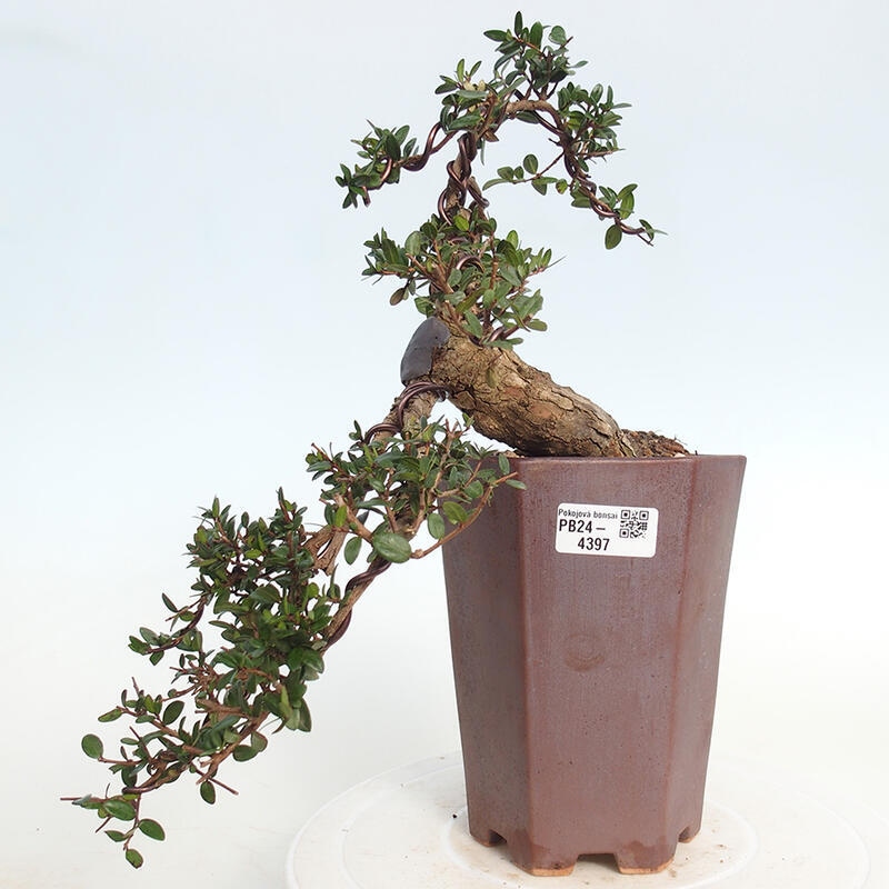 Szobai bonsai - Myrtus communis - Mirtus communis - Mirtusz