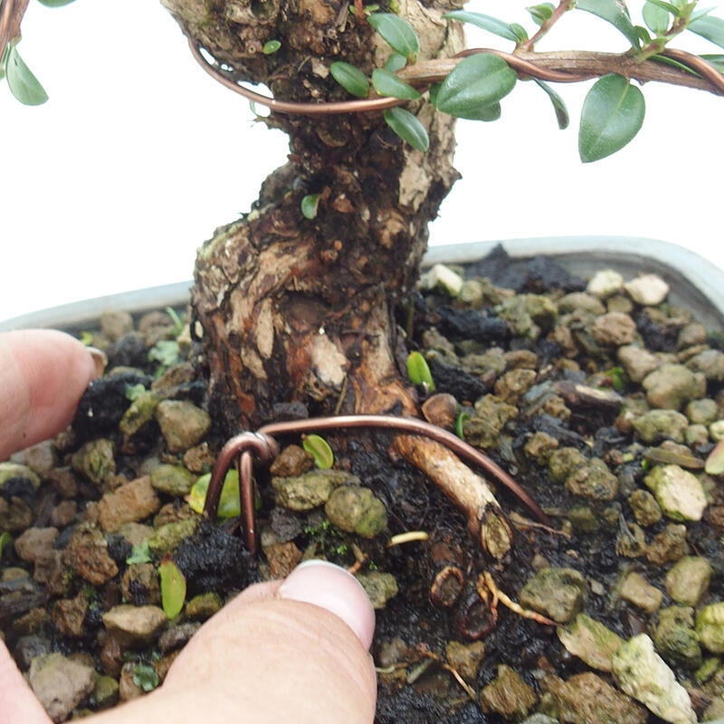 Szobai bonsai - Myrtus communis - Mirtus communis - Mirtusz