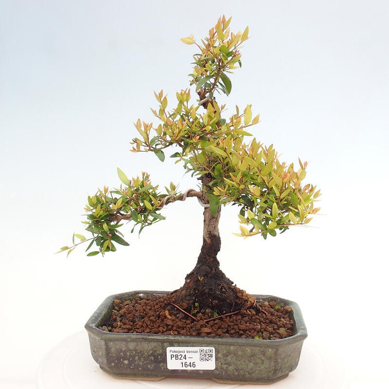 Szobai bonsai - Myrtus communis - Mirtus communis - Mirtusz