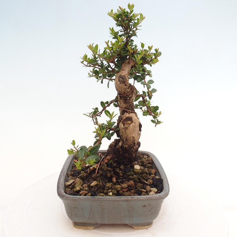 Szobai bonsai - Myrtus communis - Mirtus communis - Mirtusz