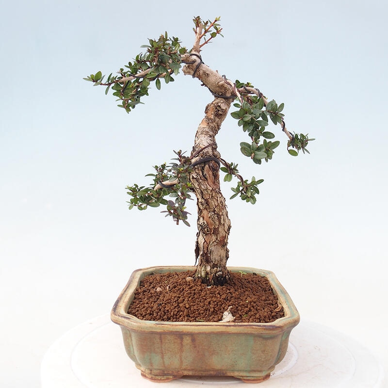Szobai bonsai - Myrtus communis - Mirtus communis - Mirtusz