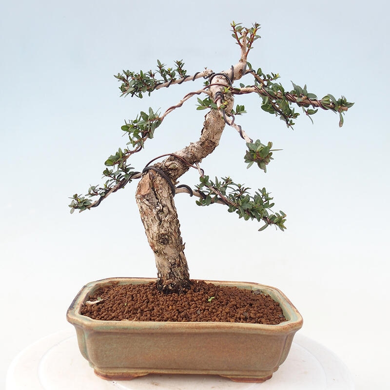 Szobai bonsai - Myrtus communis - Mirtus communis - Mirtusz