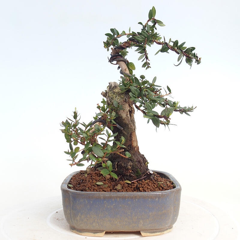 Szobai bonsai - Myrtus communis - Mirtus communis - Mirtusz