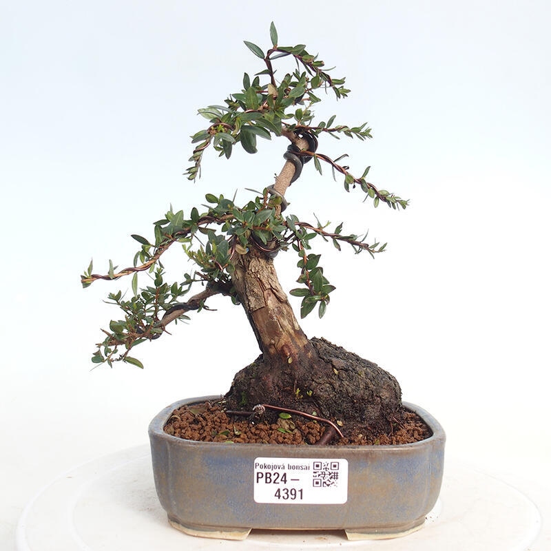 Szobai bonsai - Myrtus communis - Mirtus communis - Mirtusz