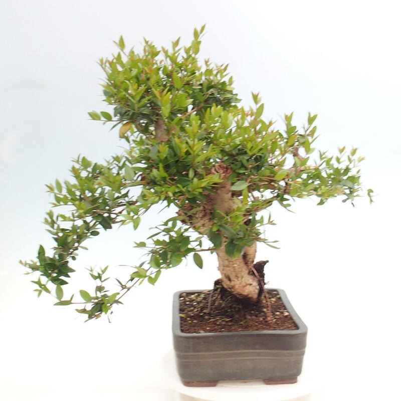 Szobai bonsai - Myrtus communis - Mirtus communis - Mirtusz