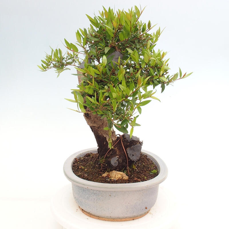 Szobai bonsai - Myrtus communis - Mirtus communis - Mirtusz