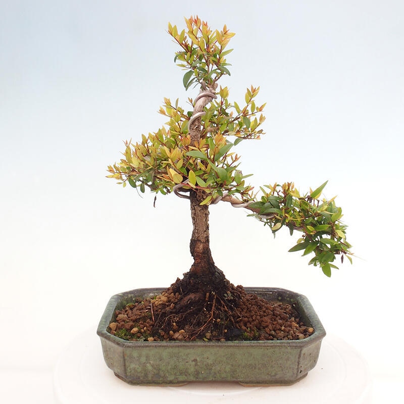 Szobai bonsai - Myrtus communis - Mirtus communis - Mirtusz