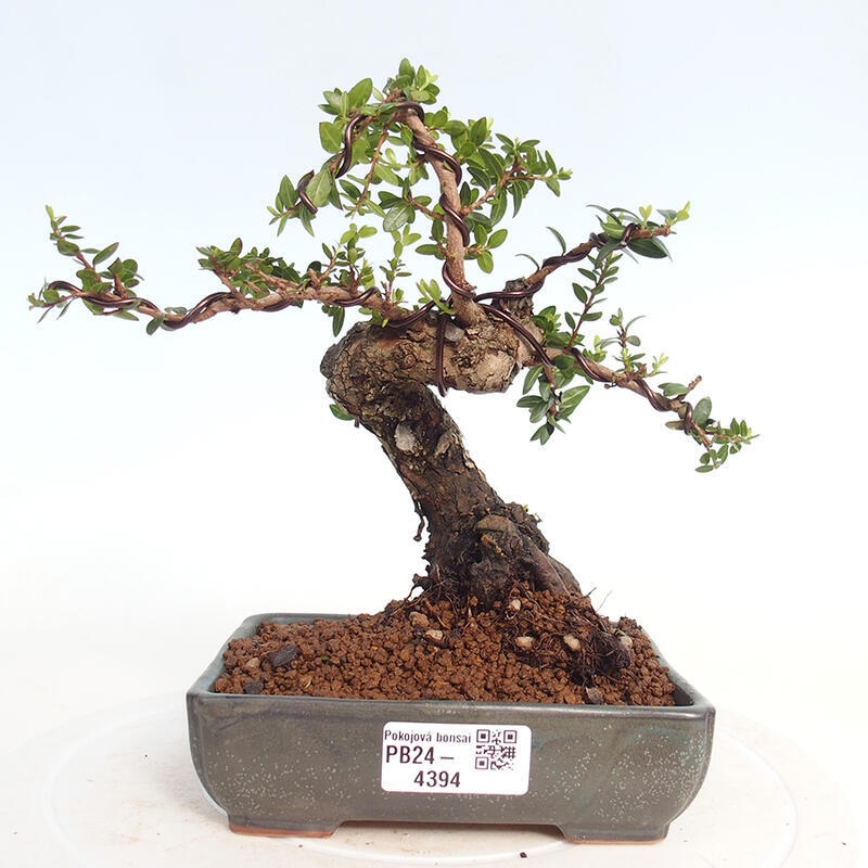 Szobai bonsai - Myrtus communis - Mirtus communis - Mirtusz