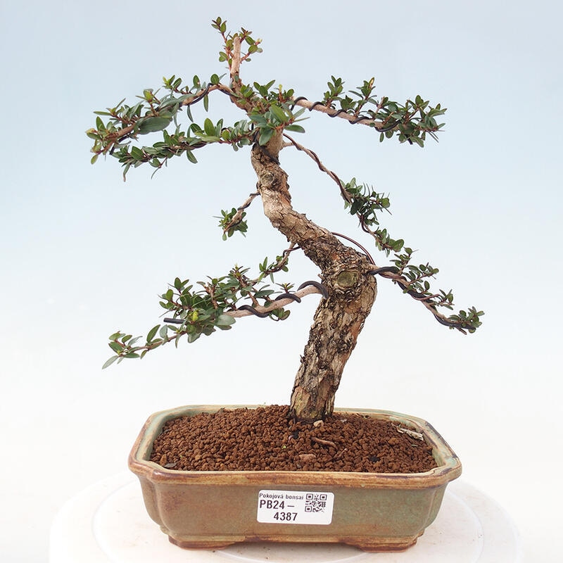 Szobai bonsai - Myrtus communis - Mirtus communis - Mirtusz