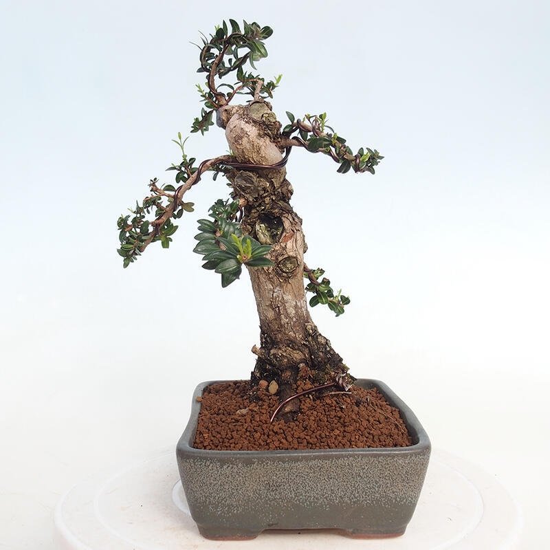 Szobai bonsai - Myrtus communis - Mirtus communis - Mirtusz